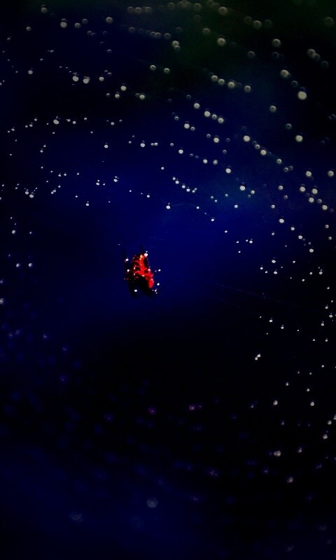 Паук на паутине обои