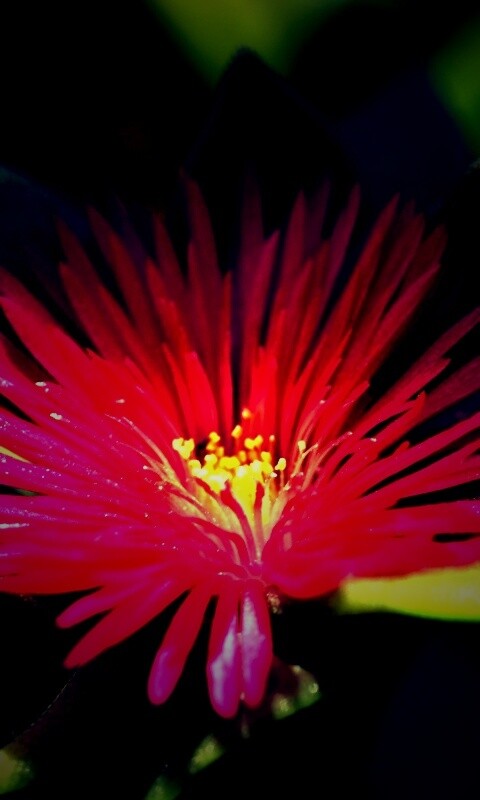 Чудесный цветок обои