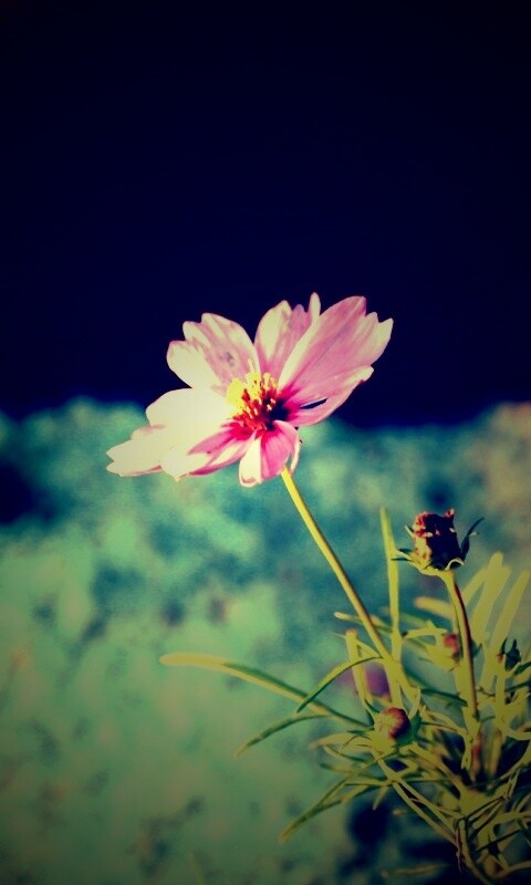 Полевой цветок обои