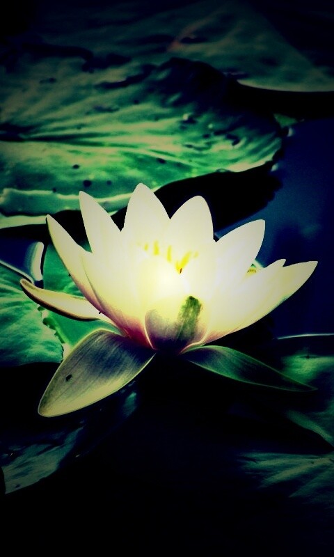 Кувшинка обои