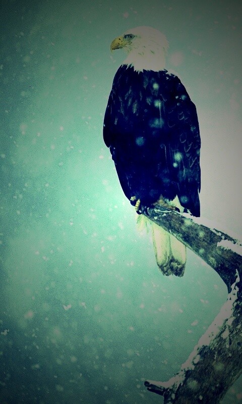 Орлы на ветке в снегопад обои