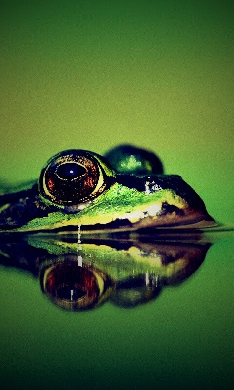 Лягушка обои