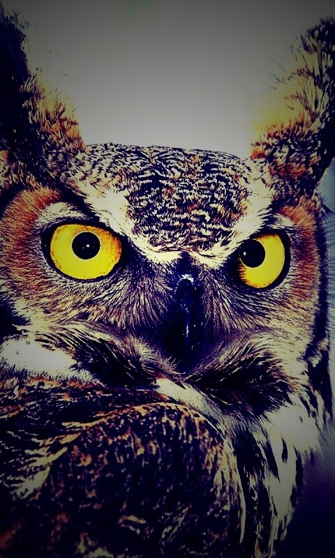 Орлиная сова обои