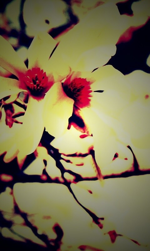 Цветы вишневого дерева обои