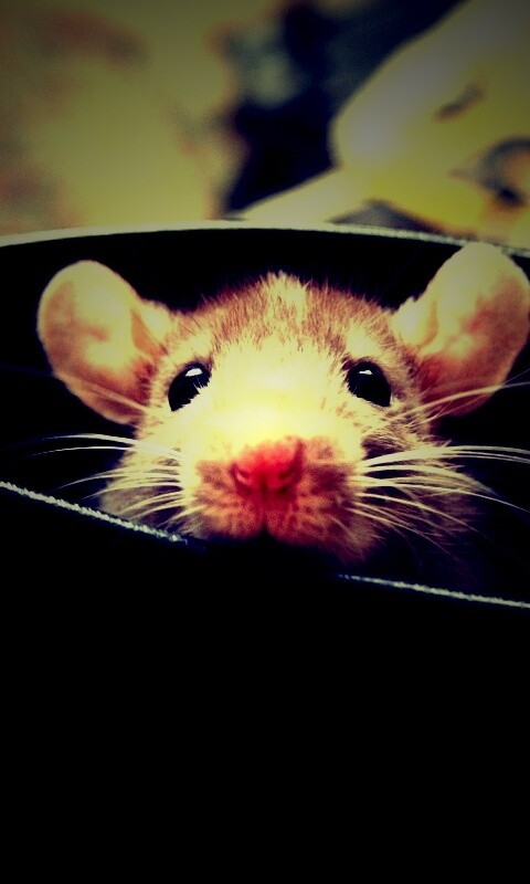 Мышонок выглядывает из ботинка обои