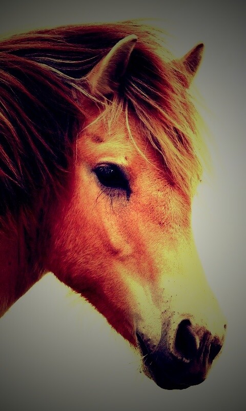 Гривастый конь обои