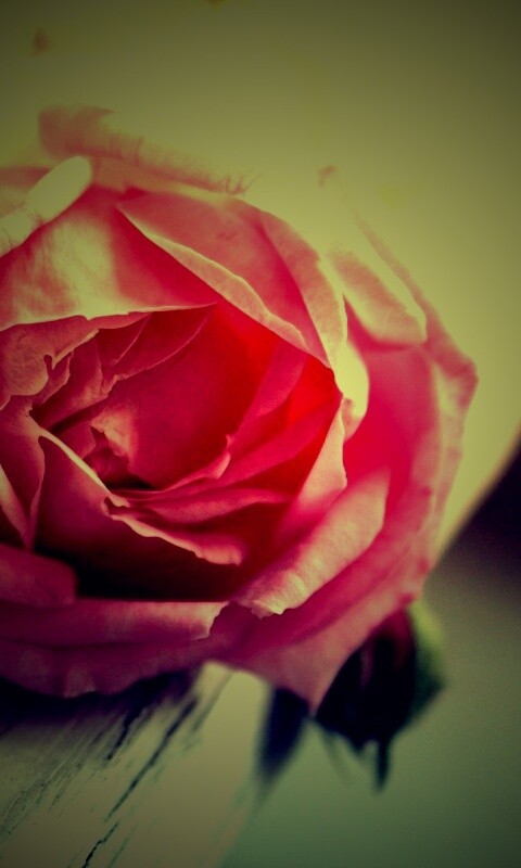 Бутон нежной розы обои