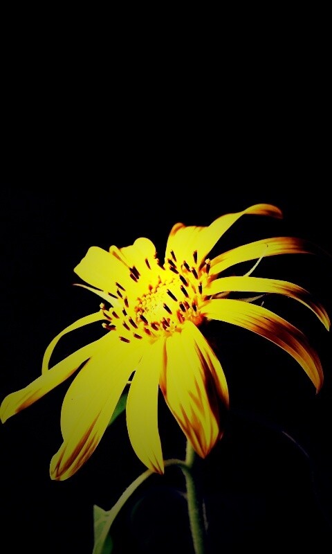 Жёлтый цветок на чёрном фоне обои