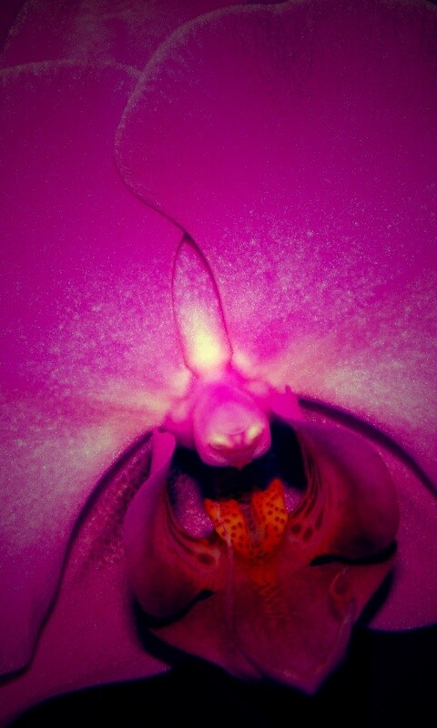 Фиолетовая орхидея обои