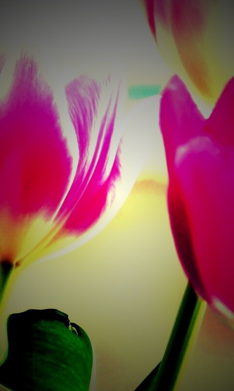 Тюльпаны обои