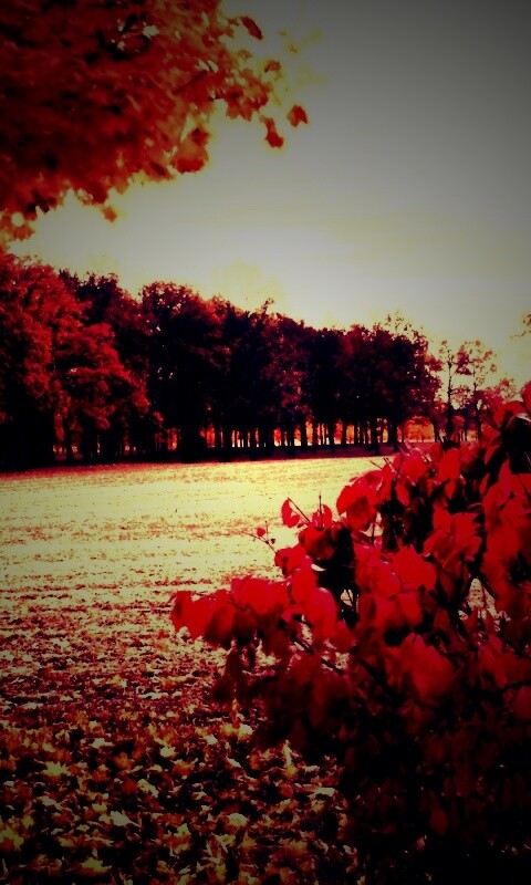 Осенний парк обои