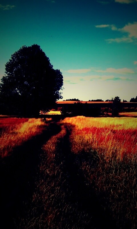 Колея в поле обои