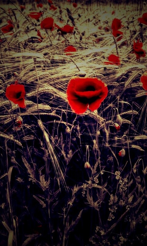 Красные маки обои