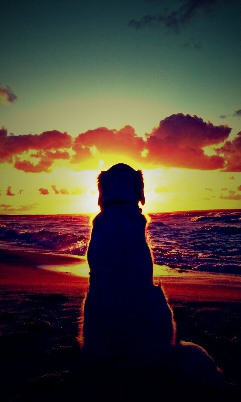 Собака наблюдающая закат на пляже обои