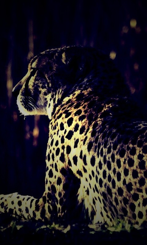 Гепард обои