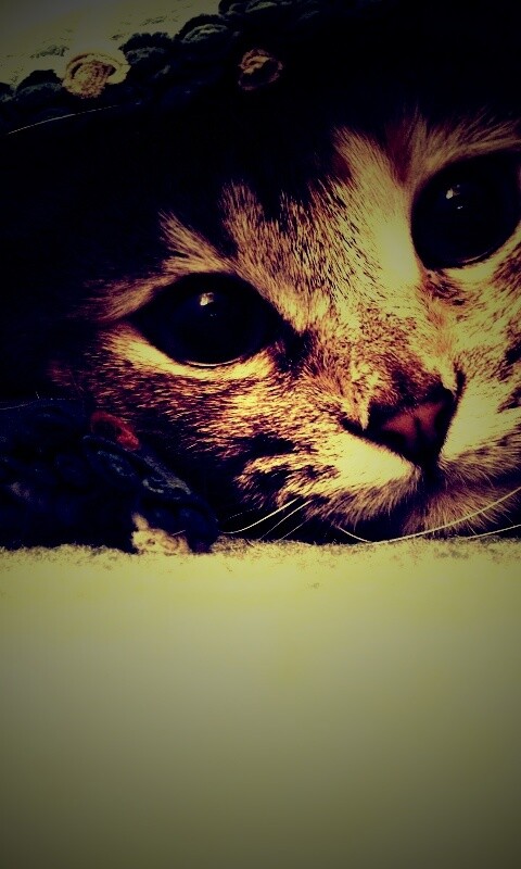 Кот под ковриком обои