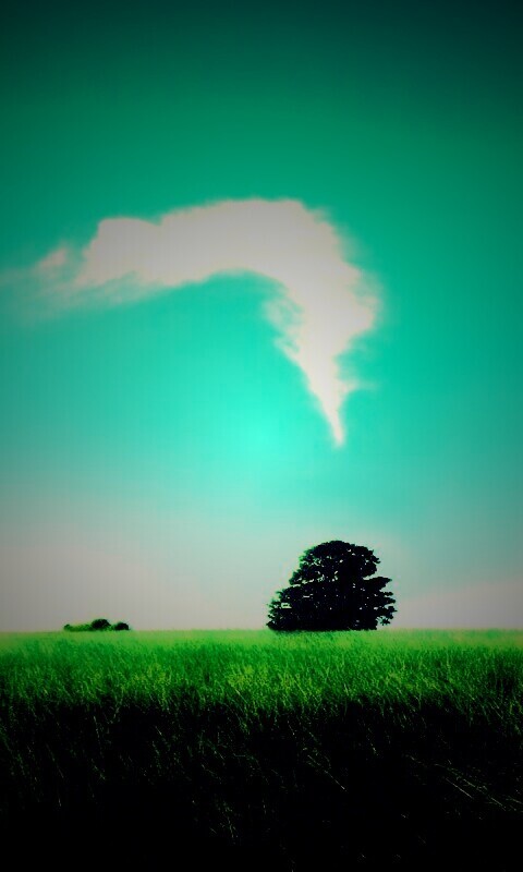 Избранное дерево обои