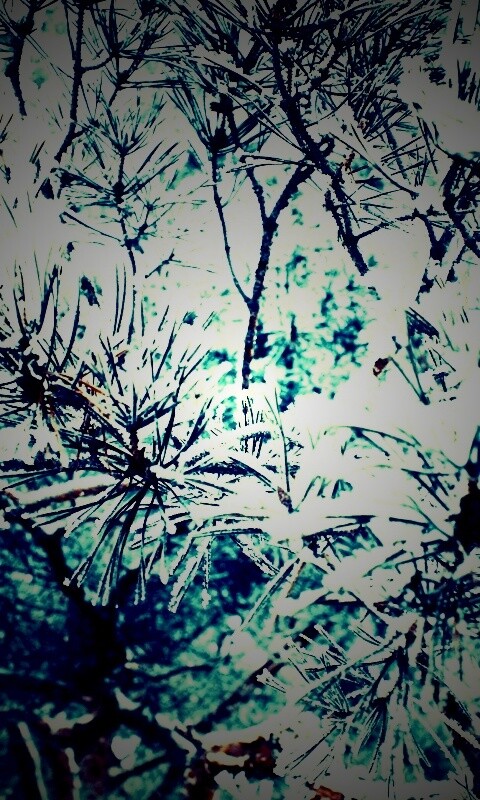 Фото сосны обои