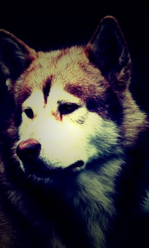 Собака с грустным взглядом обои