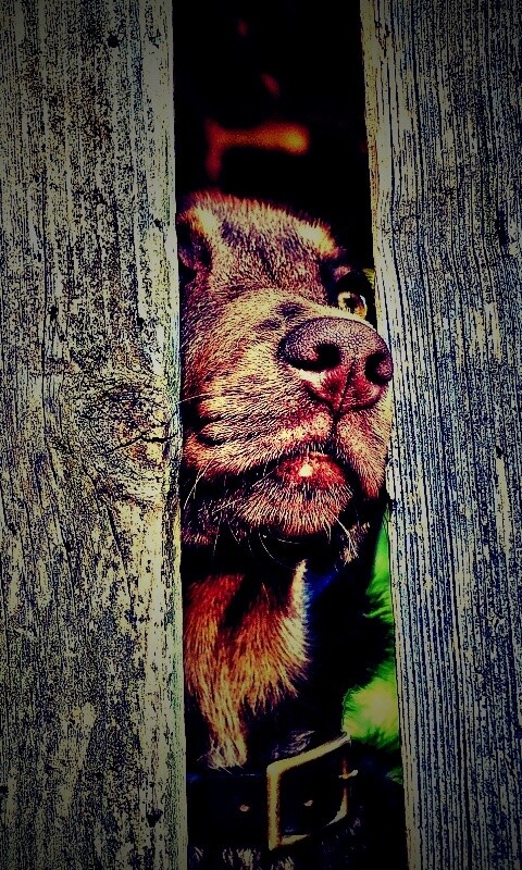 Собака выглядывает из-за забора обои