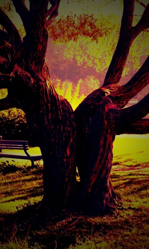 Старые сросшиеся деревья обои