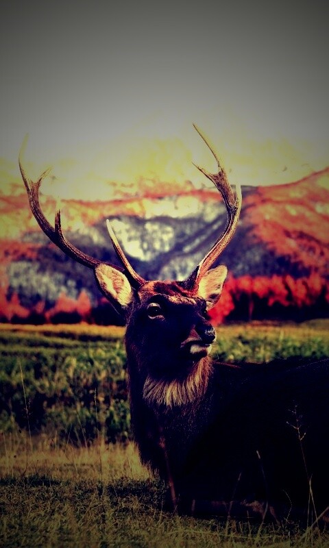 Олень отдыхает в предгорьях обои