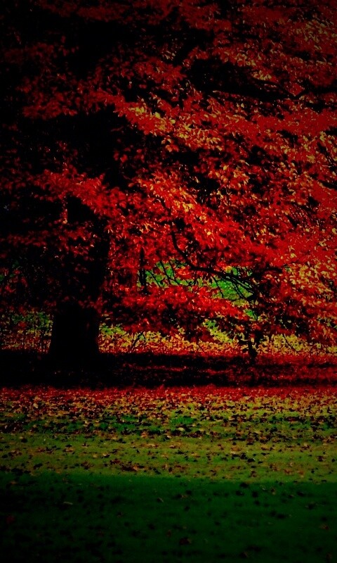 Пожелтевшее дерево с облетающей листвой обои