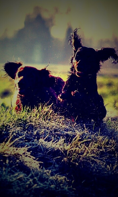 Весёлые таксы обои