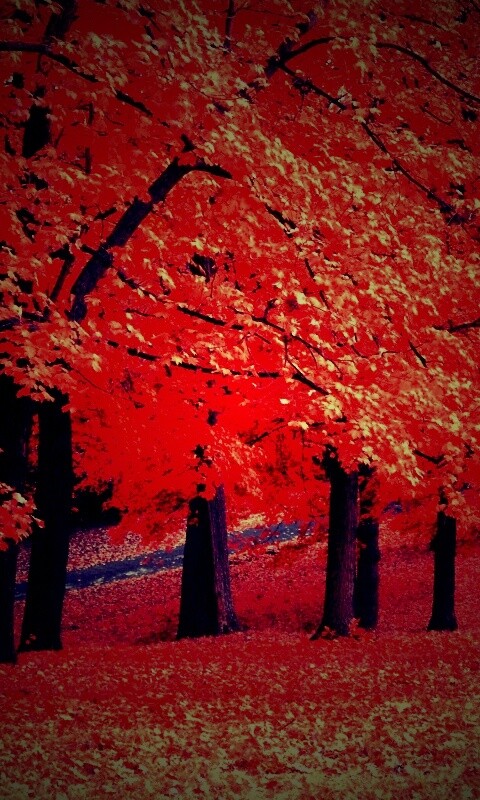 Парковая осень обои