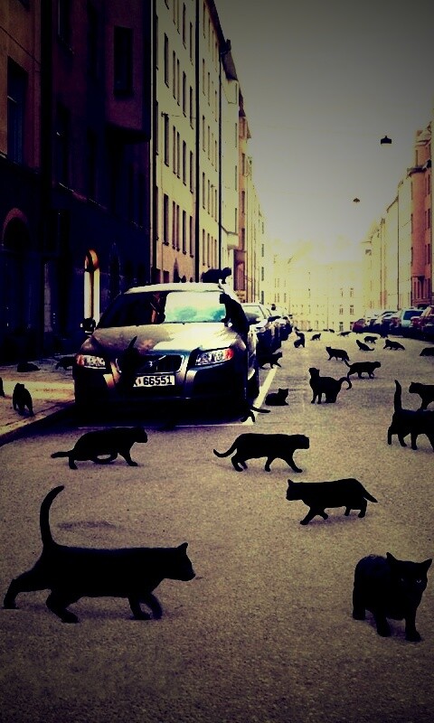 Город кошек обои