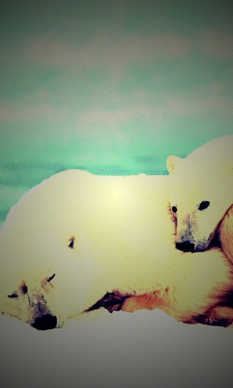 Белые мишки спят обои