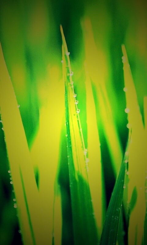 Яркая зеленая трава обои