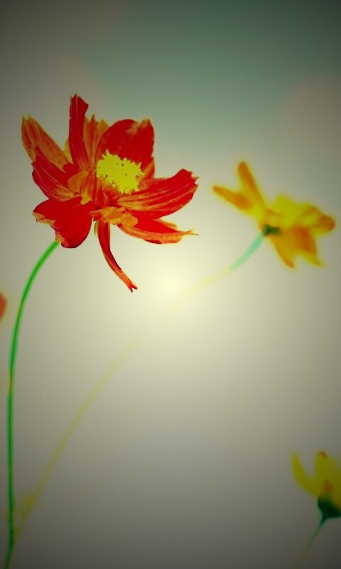 Летние цветы на фоне неба обои