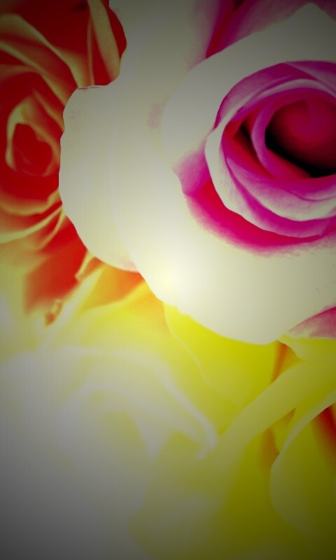 Букет разноцветных роз обои