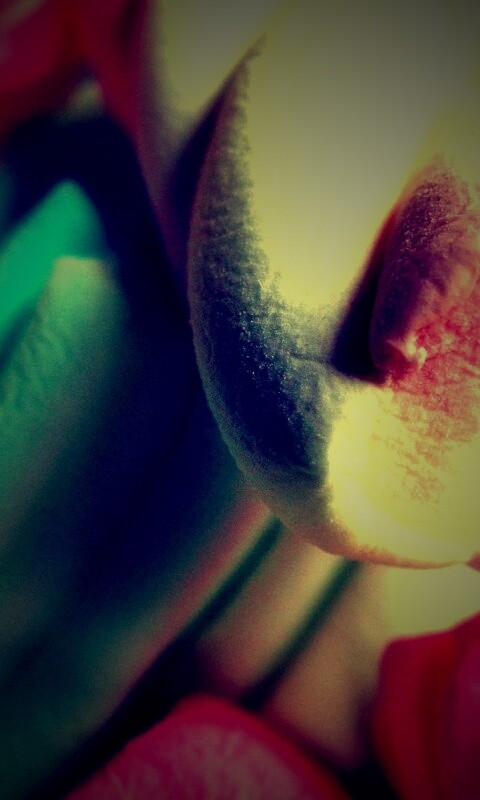 Кручёный зефир обои