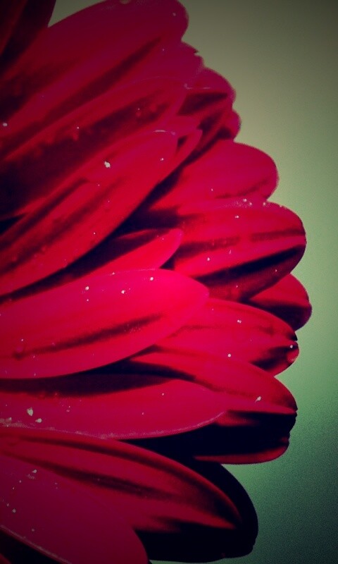 Красная гербера обои