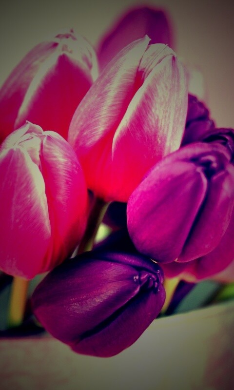 Розовые и фиолетовые тюльпаны обои