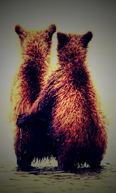 Медвежата обои