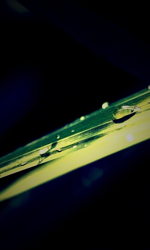 Капли росы на листе обои