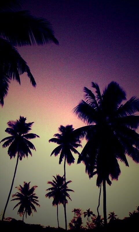 Пальмы на фоне фиолетового неба обои