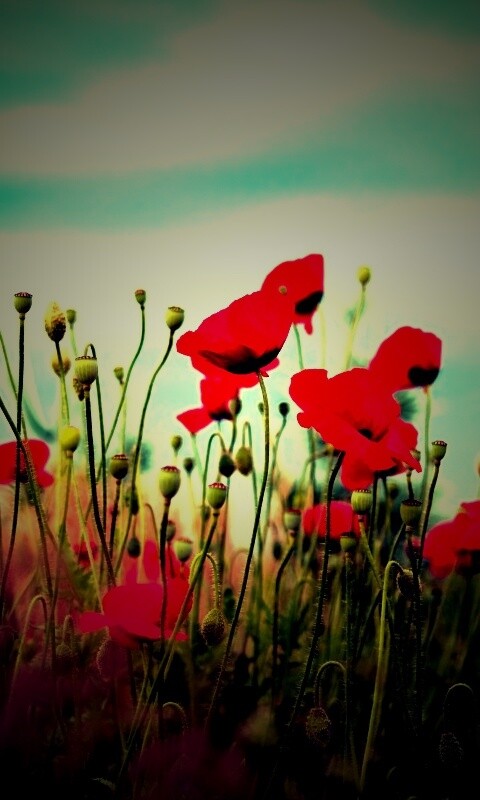 Цветущие маки обои