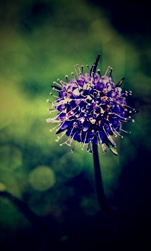 Цветок в макро обои