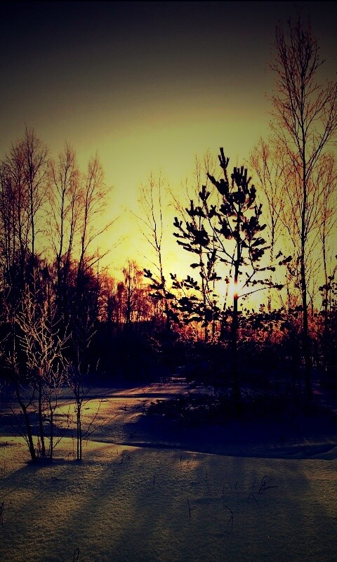 Зимний лес обои