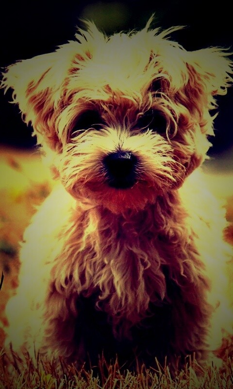 Щенок болонки обои