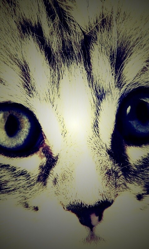 Пушистый котенок обои