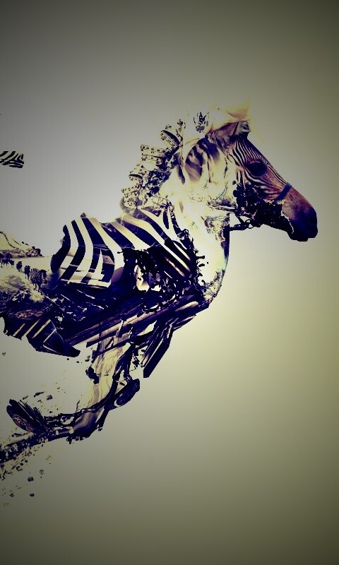 Зебра и бонсай обои