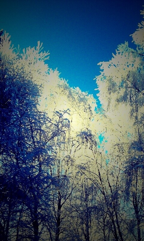 Замерзший лес обои