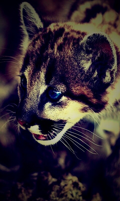 Котенок барса обои