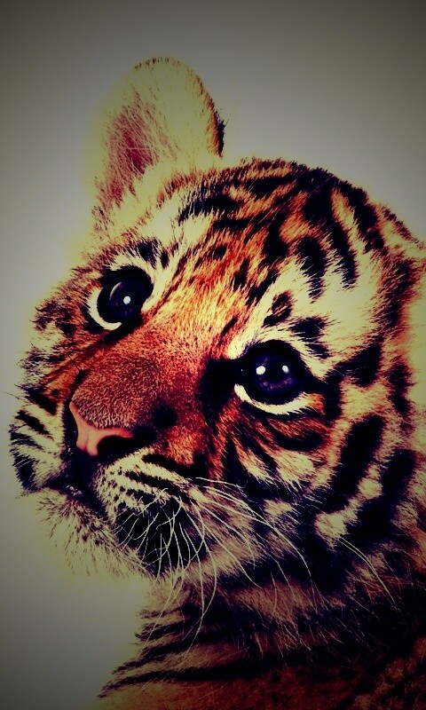 Тигрёнок с грустным взглядом обои