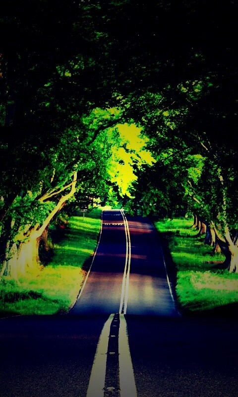 Дорога через лес обои